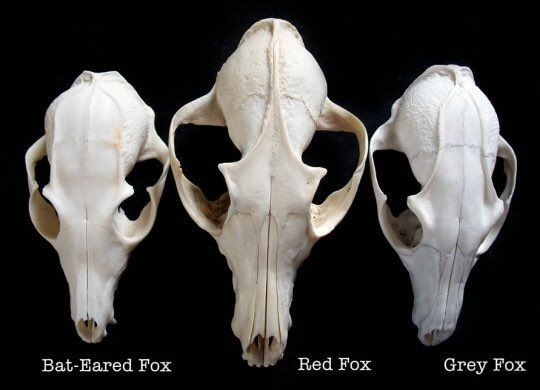 تويتر Y A R A يارا Hectic Skeleton على تويتر Dtl Swarmofthought Sure The Long Snout Relative To The Back Of The Skull Is Very Canid Cats Or Badgers
