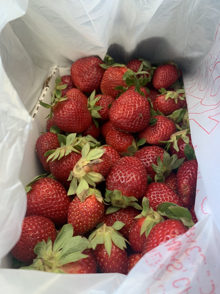 dawg_eats's tweet photo. Spring is happening. Corona or no corona.  Beautiful strawberries from Warwick, Ga right next door to @Striplings https://t.co/tKHGWmxTxx