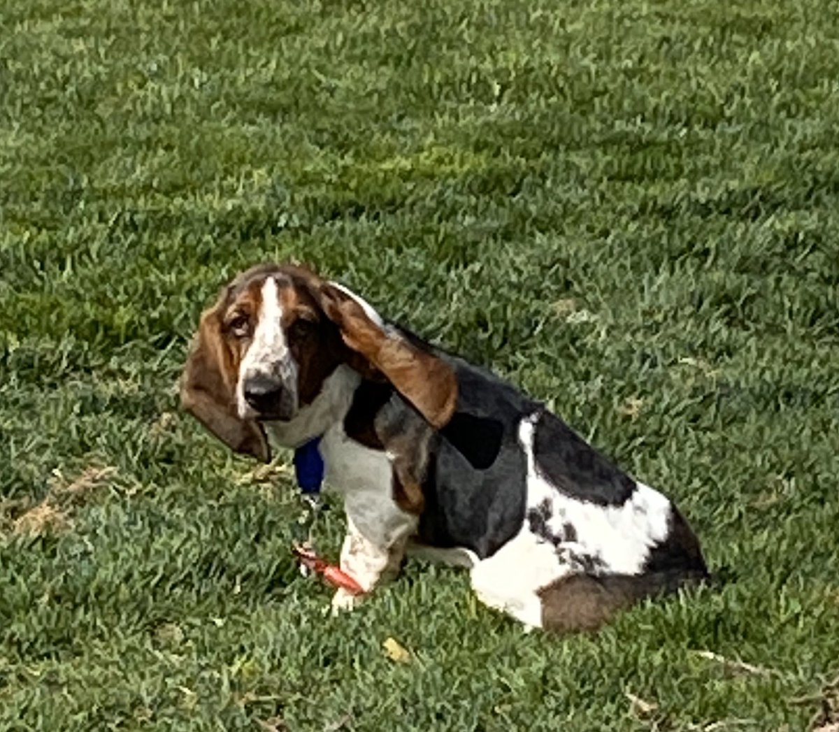 nwayne89's tweet photo. Thought our new baby boy Beau would make you all happy! #bassethound #puppylove #quarantinepuppy https://t.co/fO2nSllwNi