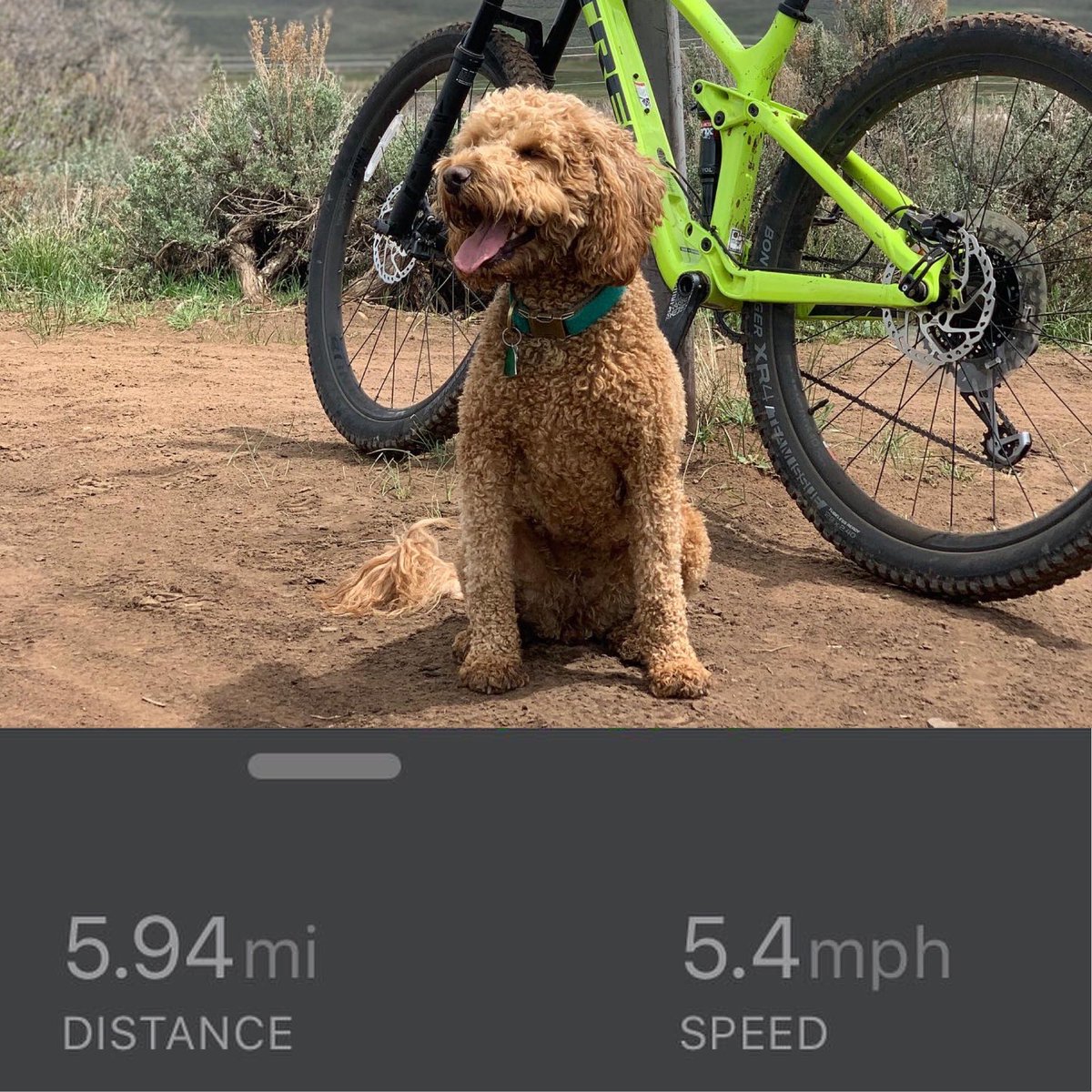 TWIS09's tweet photo. My pup’s cooler than yours! #proudmom #mountainbiking #trekbikes #firsttimer https://t.co/UznoGy7odN