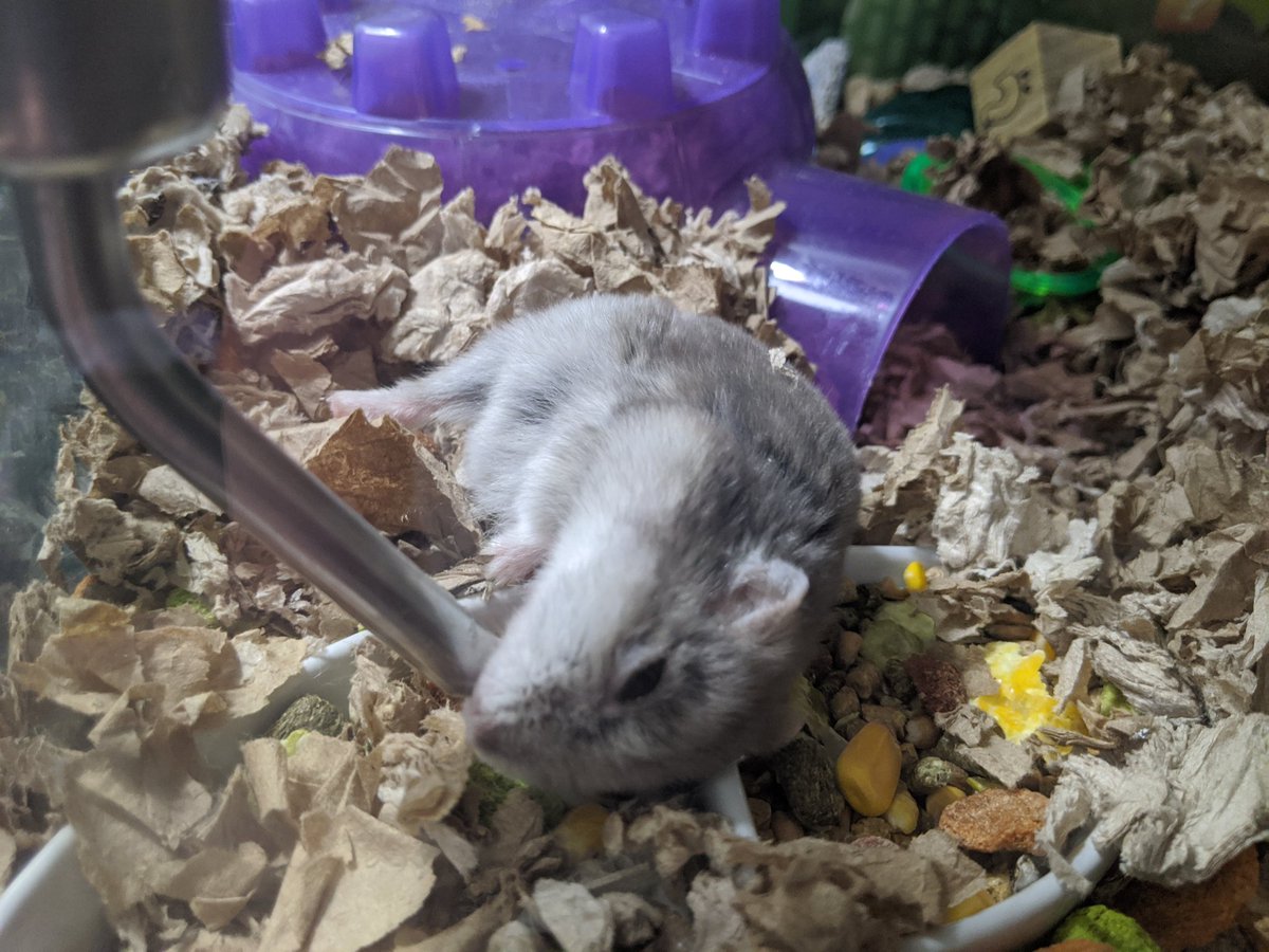 CarlTheHamster1's tweet photo. Forgot to post this the other day but🐹 Carl likes to do this when he's feeling extra lazy.  He can't be bothered to get up to drink water!😂 https://t.co/MrfFNzUz4g