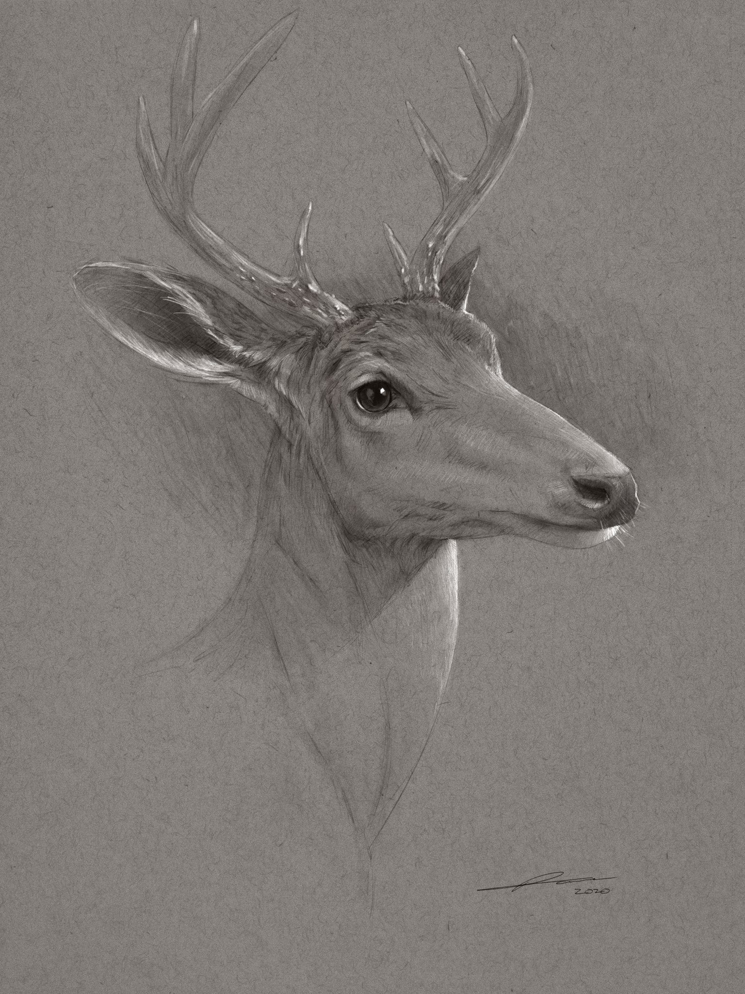 Whitetail Deer Head Drawing