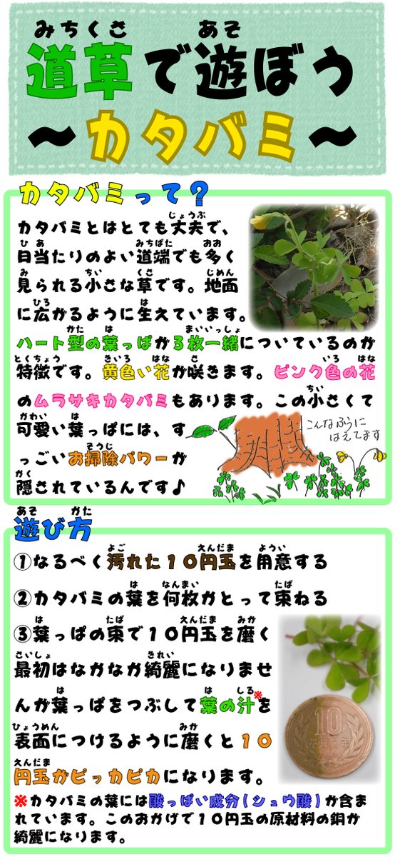O Xrhsths チュウブ鳥取砂丘こどもの国 公式 Sto Twitter みんなは カタバミ っていう草花を知っているかな 小さくて ハート型の葉っぱが特徴的な可愛い草なんだ 今日はそんなカタバミの草花遊びを紹介するよ この小さなハートの葉っぱで１０円玉を磨くと