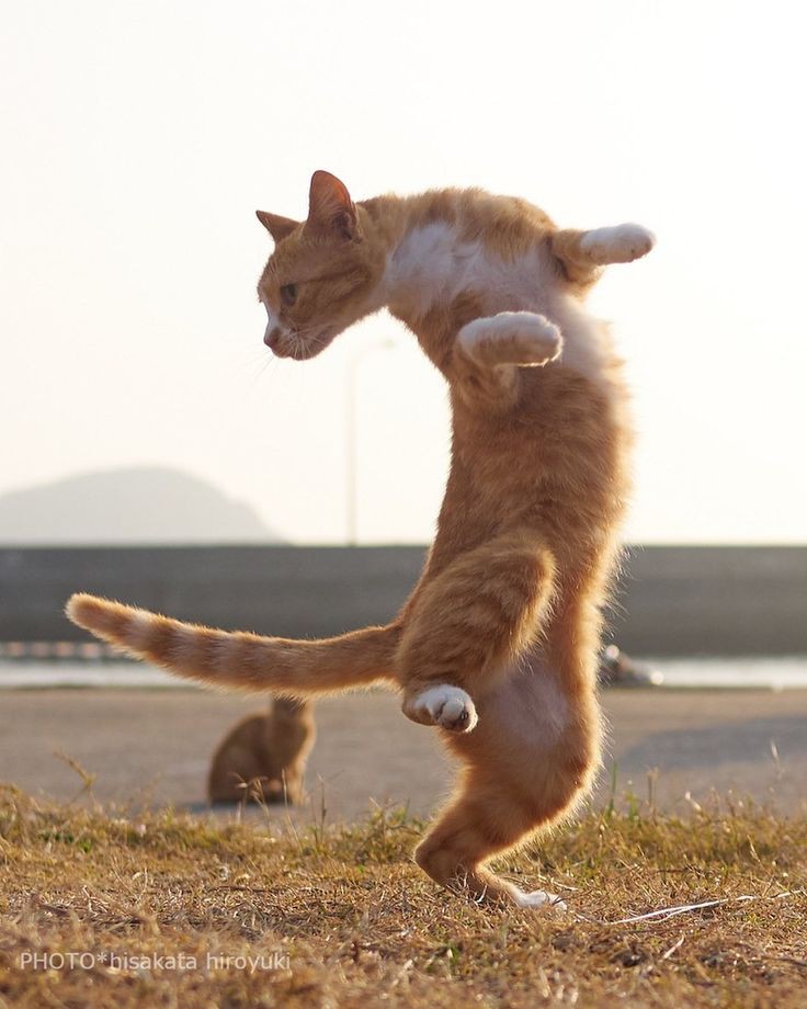 MemesDeGato1's tweet photo. "Asas batendo, marchas de decolagem, turbinas e... JÁ!!!" https://t.co/Dwj98fxGCD