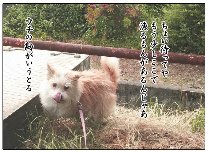 実家の犬に動物お医者さん風のセリフつけてみた
多分こう言ってる 