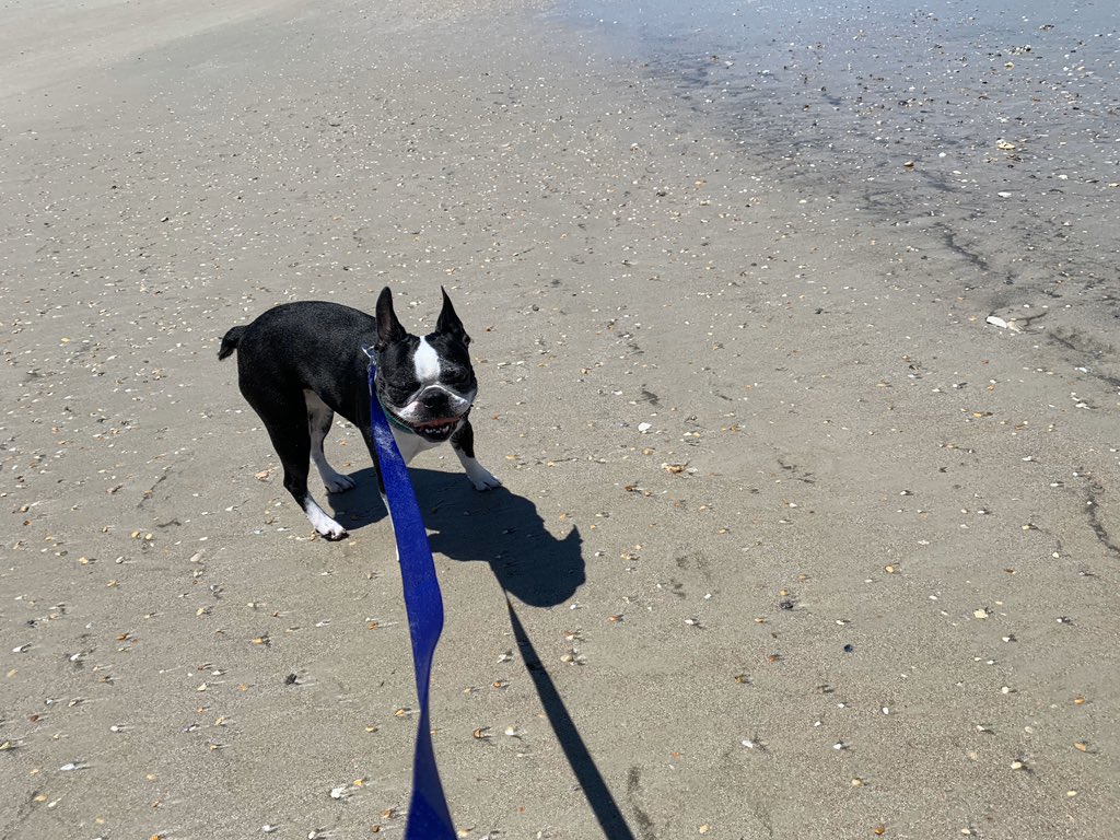 My mom took her dog to the beach for the first time today. I had to share, look how happy she is 🌊♥️