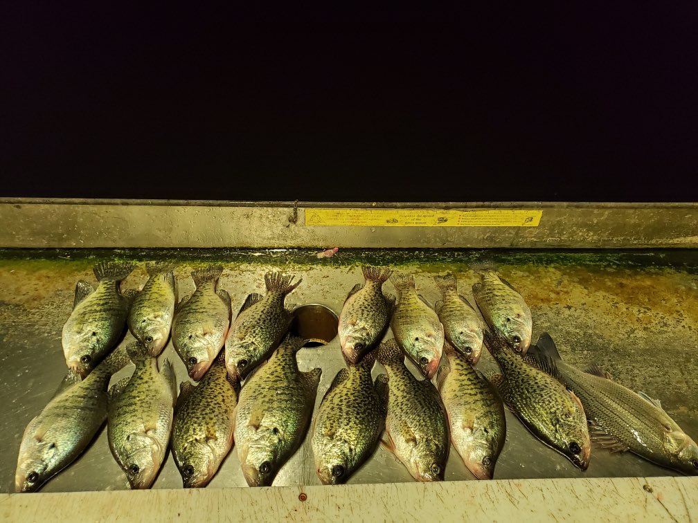 Mitchell Cohen tweet media