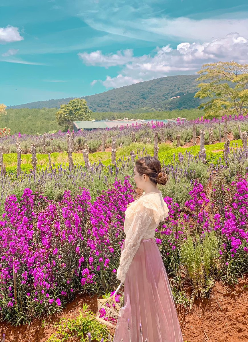dlgiadinh's tweet photo. Lên Đà Lạt để làm nàng thơ 😍
Địa chỉ: Lavender Garden. Giá vé: 50k/ người nha cả nhà.
#ghiendalat
#dalat
#giadinhtour
#dulichgiadinh
#nhumotgiadinh https://t.co/WWsxBve6is