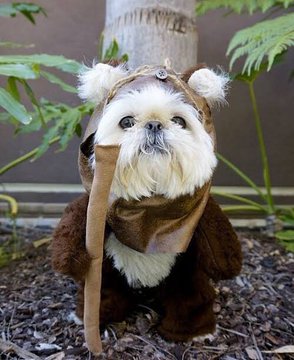 ぽんこっつ イウォーク犬めっかわすぎてもうmay The Force Be With Youなんすよ スターウォーズの日 Maythe4th