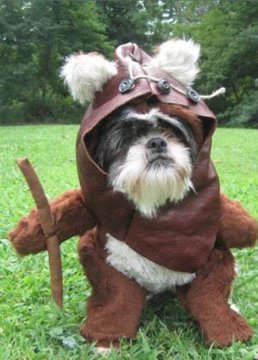 ぽんこっつ イウォーク犬めっかわすぎてもうmay The Force Be With Youなんすよ スターウォーズの日 Maythe4th