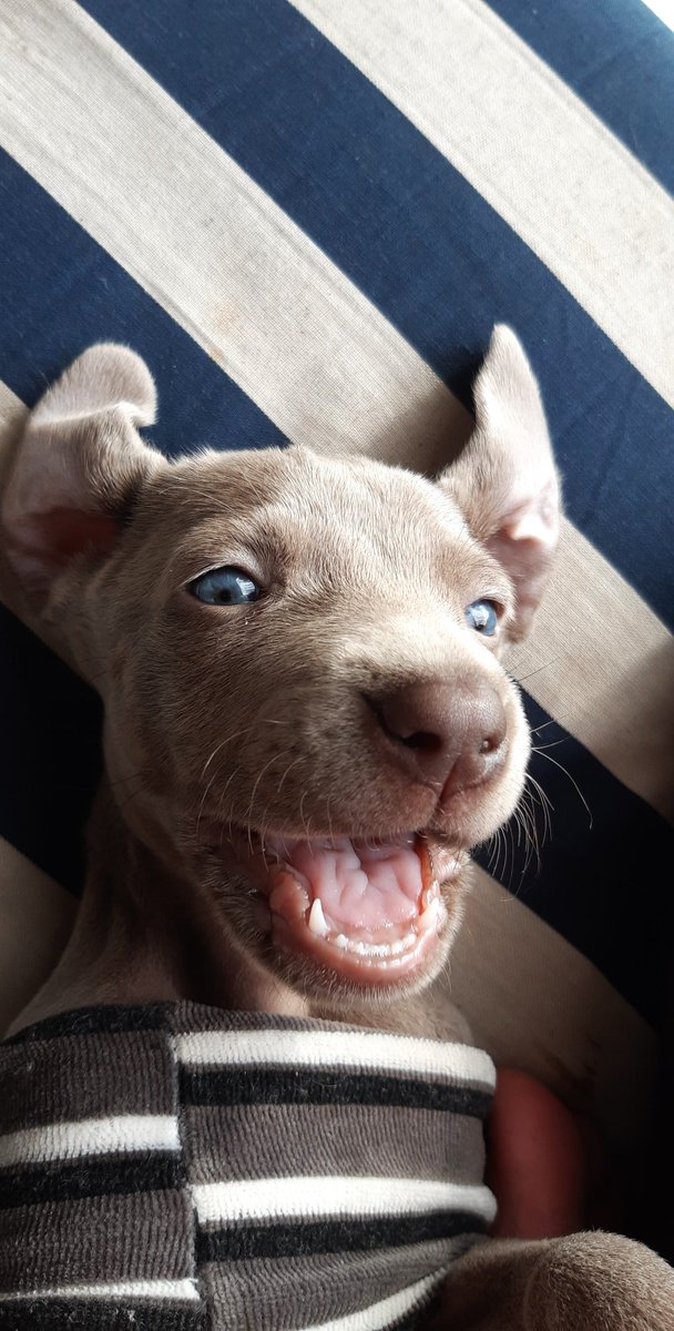 candybona's tweet photo. 🐶M I N G O🐶 https://t.co/cAzgJRHO0k