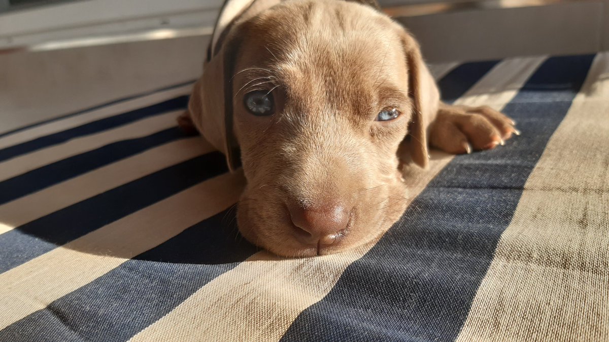 candybona's tweet photo. 🐶M I N G O🐶 https://t.co/cAzgJRHO0k