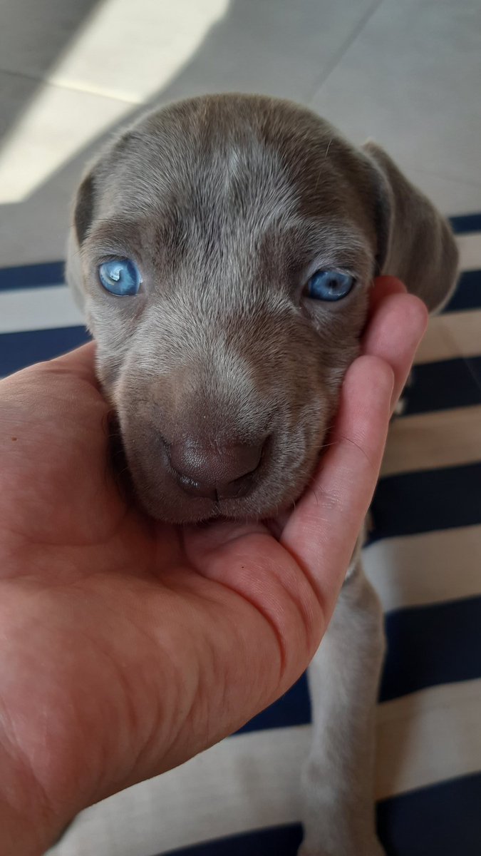 candybona's tweet photo. 🐶M I N G O🐶 https://t.co/cAzgJRHO0k