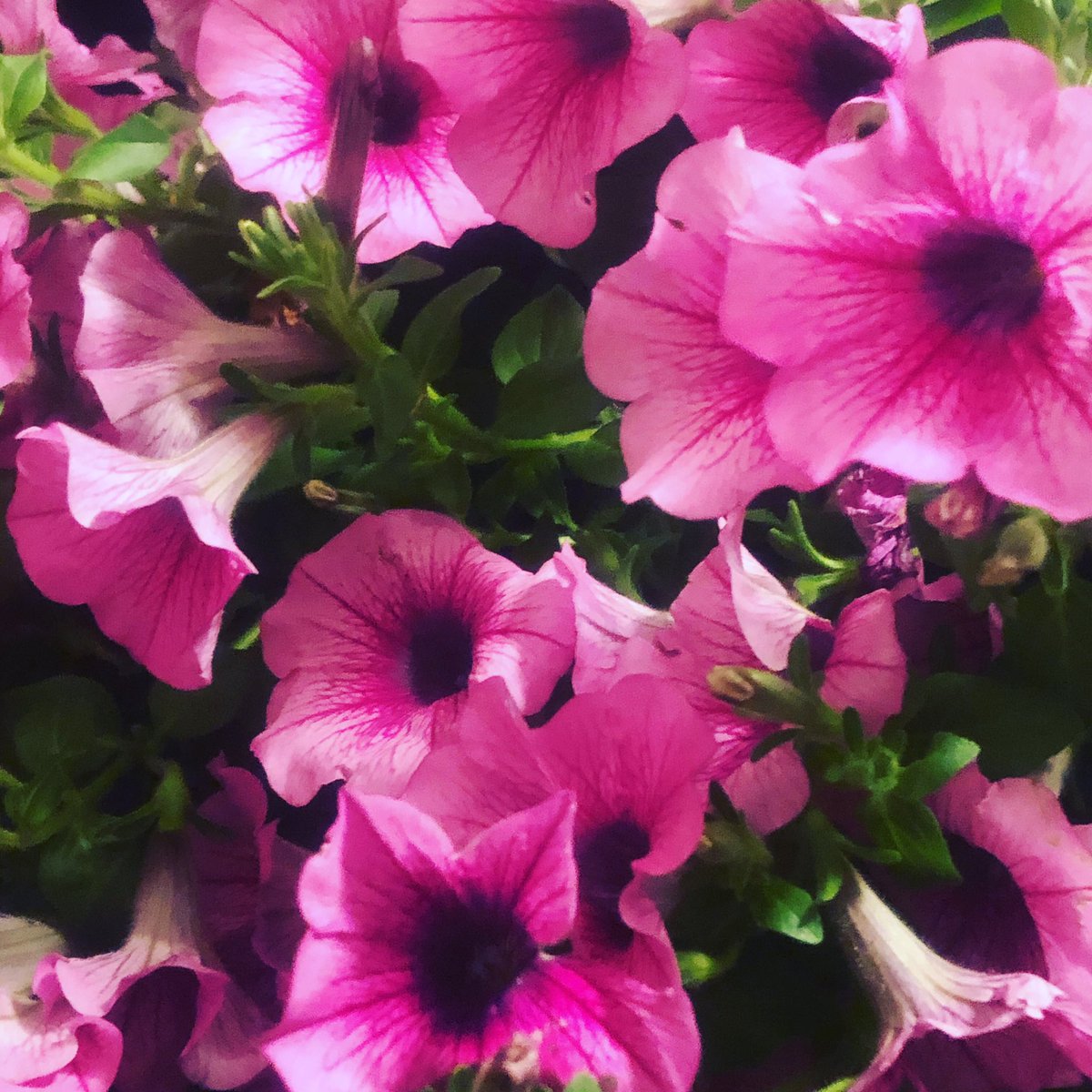MrsElls1's tweet photo. A little late but @HillsmereESAACP definitely has an amazing front office staff! Happy Secretary’s Day! We miss their smiling faces each day!@HillsmereMedia 🌸 🌺 🌹 https://t.co/Q3udSBR6lx