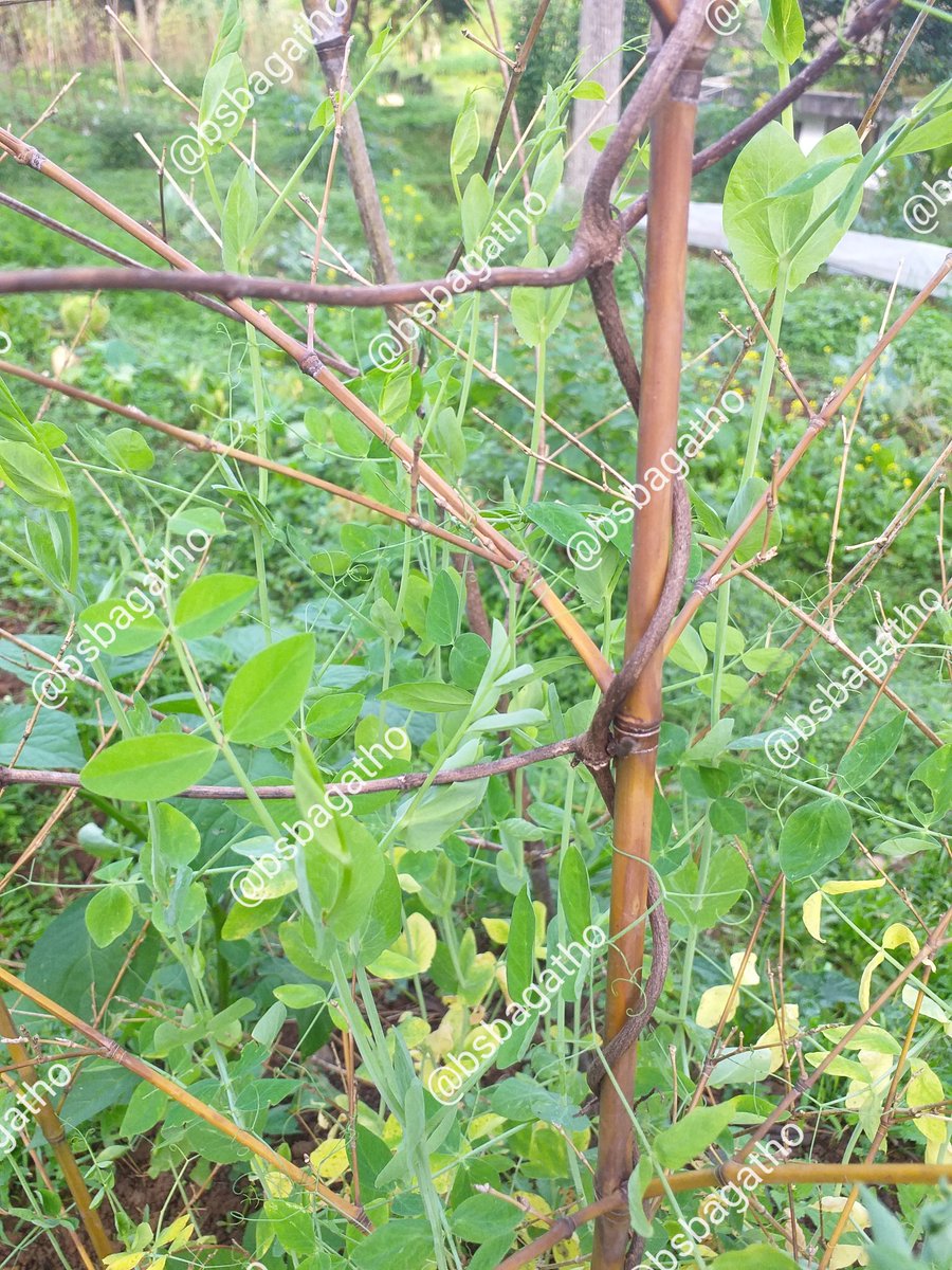 BSBAgatho's tweet photo. Material ajir dapat menggunakan beragam bahan yang jelas harus dapat menahan bobot tanaman hingga berbuah, tahan hempasan angin dan guyuran air hujan.
#bsbagatho #binasaranabakti #agathofarm #kebunsayur #kebunorganik #sayursehat #diklat #diklatbsb https://t.co/XgruP6syPz