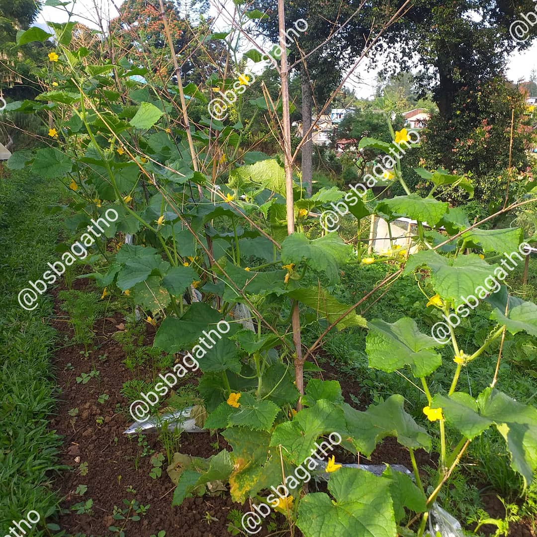 BSBAgatho's tweet photo. Material ajir dapat menggunakan beragam bahan yang jelas harus dapat menahan bobot tanaman hingga berbuah, tahan hempasan angin dan guyuran air hujan.
#bsbagatho #binasaranabakti #agathofarm #kebunsayur #kebunorganik #sayursehat #diklat #diklatbsb https://t.co/XgruP6syPz