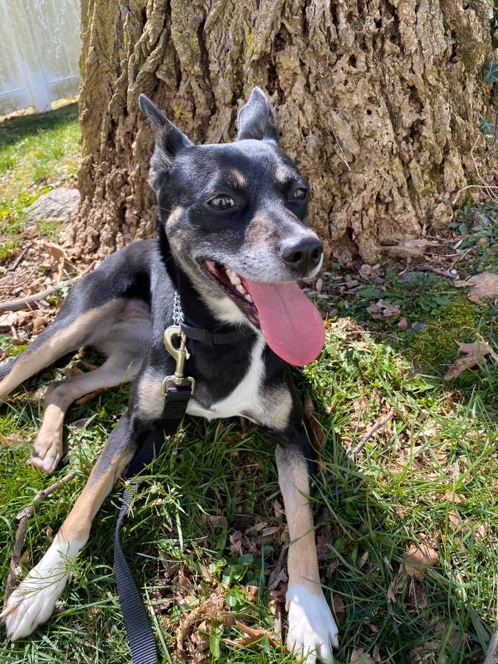 Dog Story tweet media