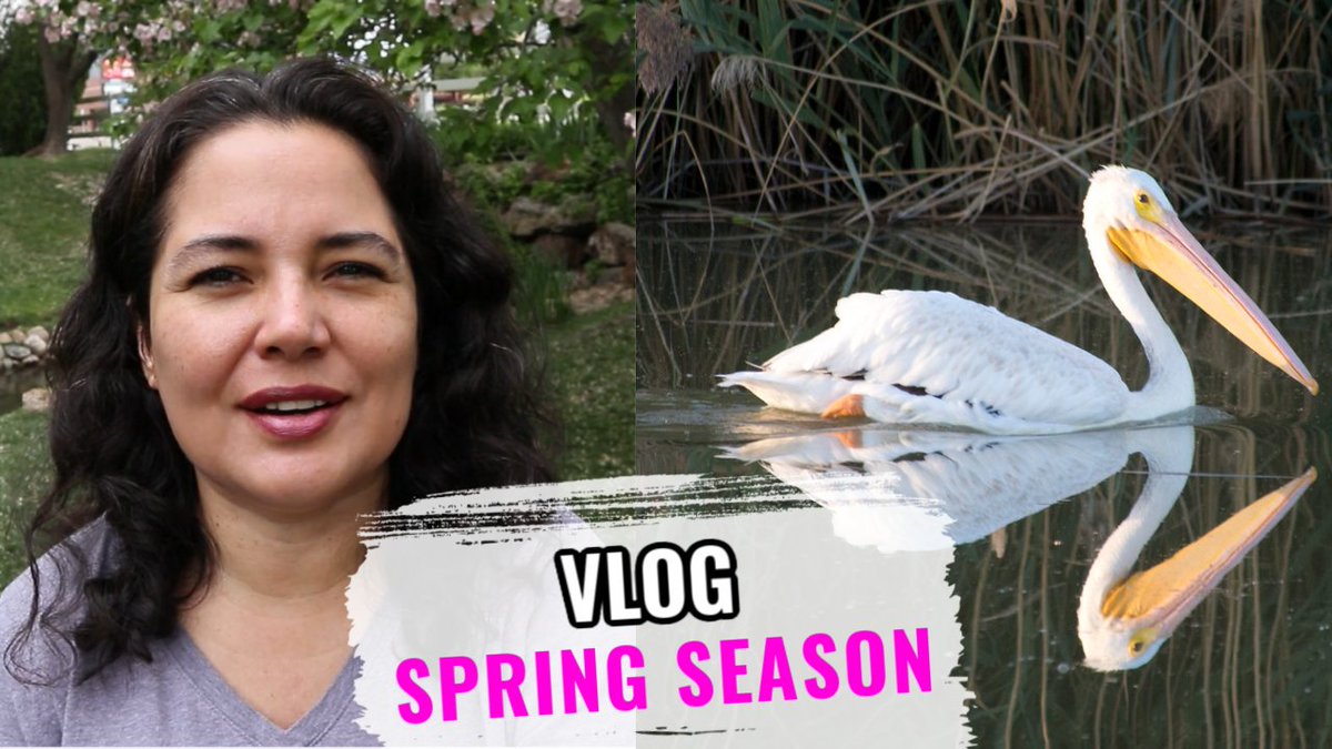 AlpineKathy's tweet photo. New Youtube Video: SPRING VLOG: Visiting The Bear River Bird Refuge &amp; Filming A Ton Of Baby Ducks In Our Neighborhood --->https://t.co/k28WCufRZw 

#SpringTime #Spring #birdrefuge #birds #birding #ducks #ducklings #vlog #vlogger #youtubechannel #YouTuber #YouTube #vloggers https://t.co/xbCrKjskOi