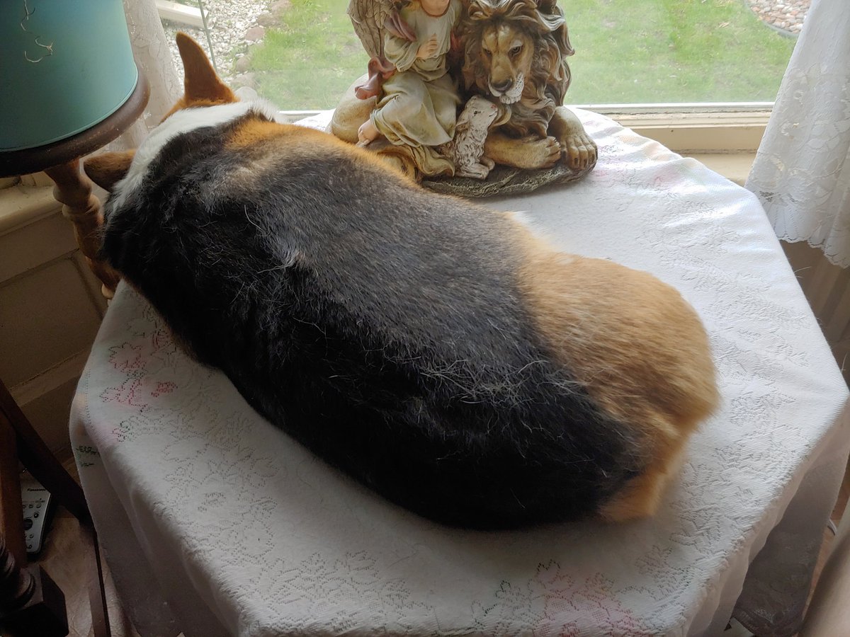 DarlaTheCorgi's tweet photo. https://t.co/VHwQIHOIa4