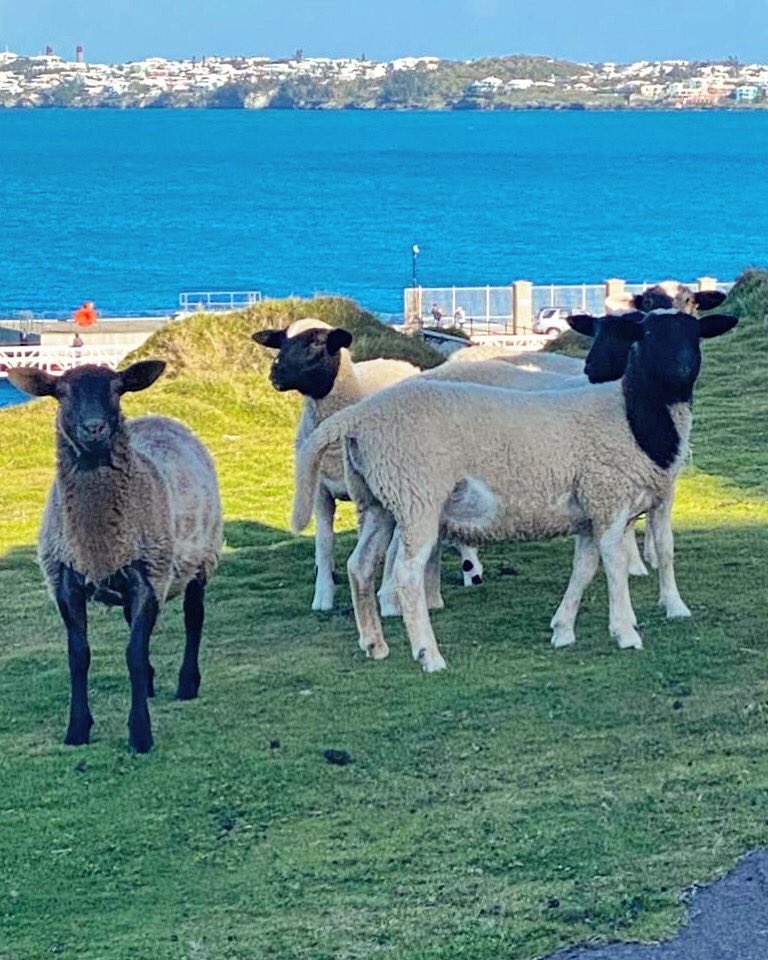 NatlMuseumBDA's tweet photo. Phase 1: Day 30 without the humans. Today we saw a human! Forgot what you all look like. #athomewithhistory #unitedtogetherbda #museumsheep https://t.co/BUfFJKRPzX