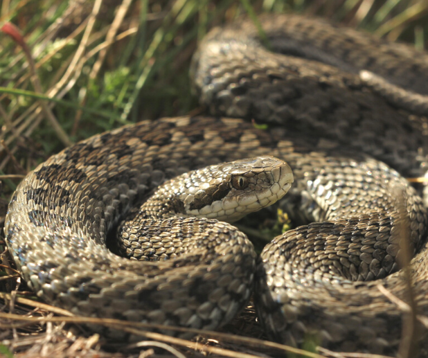 RhiannonEGreen's tweet photo. #CookingforConservation Day 8: H is for #Hungary. Homely #Lecso - tasty but basic, hence flatmate score: 2.5/5. #TwoPointSixChallenge https://t.co/sJAZR7KBEP
#CONVIPURSRAK Conservation of endangered Hungarian meadow #viper @LIFEprogramme @OfficialZSL https://t.co/HkCcmxpCja https://t.co/vgI4qGf9i7