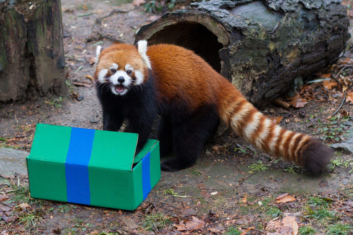 nichmanda tweet media