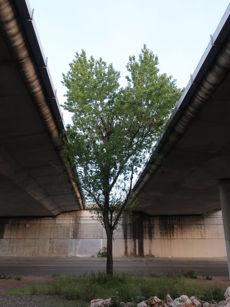 jorgecarballo_'s tweet photo. Como hoy no circulaba por el anillo ciclista me detuve a ver esta encina y el chopo que viven bajo los puentes del inicio de la R3 y enlace de la M40. 
¿Llegará la encina a asomarse sobre el puente?
#TreeBikeRide https://t.co/XxxBloOHl7