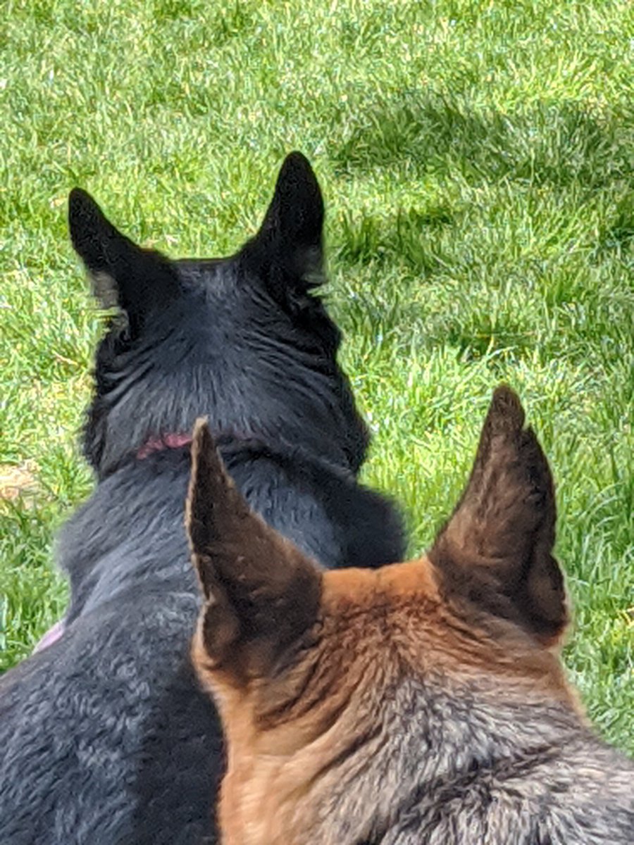 JAGCORPS9's tweet photo. Just another PaWdemic Sunday...   Leo Syvrud and Fiona wish everyone well.   And GO!

#ShorelineLivingMoops https://t.co/40kOPN6R9u