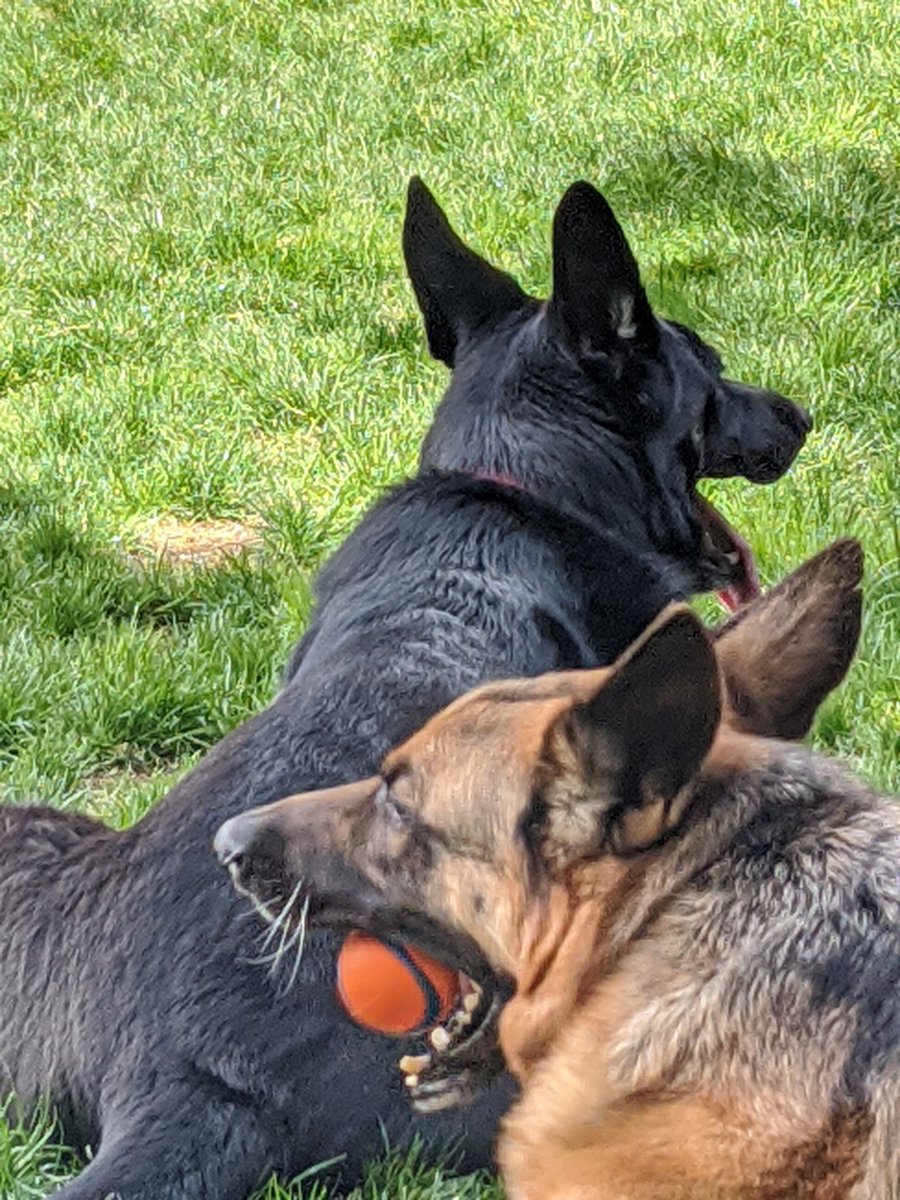 JAGCORPS9's tweet photo. Just another PaWdemic Sunday...   Leo Syvrud and Fiona wish everyone well.   And GO!

#ShorelineLivingMoops https://t.co/40kOPN6R9u