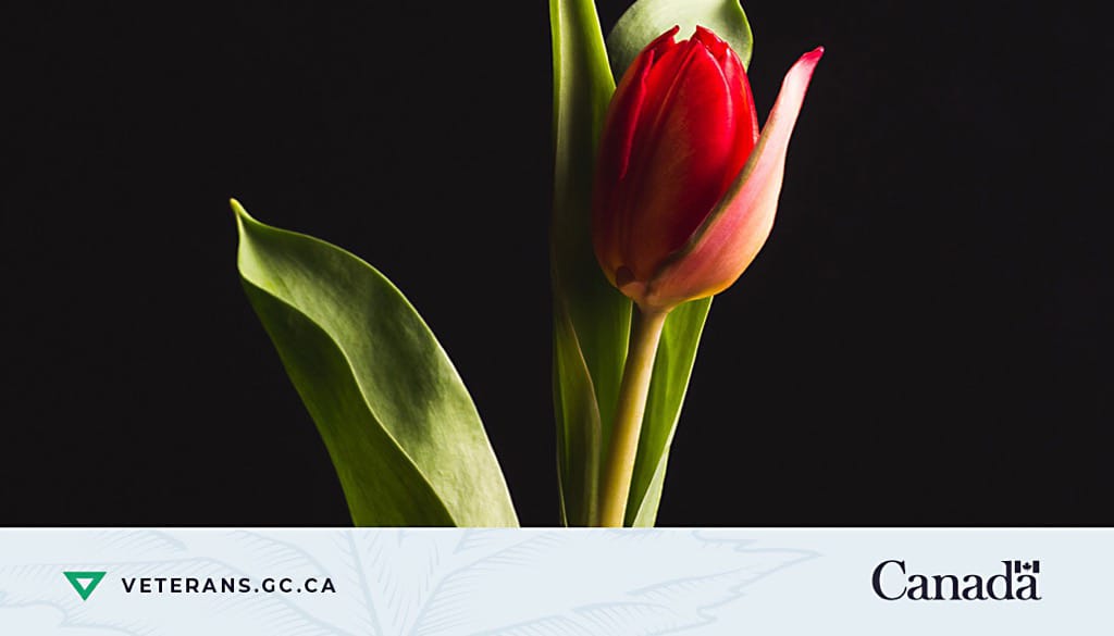 MuslimsRemember's tweet photo. We will be observing two minutes of silence in #Canada🇨🇦 &amp;  #Netherlands🇳🇱 to honour  those who served and sacrificed for the  freedom of others. #SilentToRemember
May 4th  2 PM (EST)
#StilZijnTerHerdenking
#MuslimsForRemembrance
#LestWeForget 
#BidVoorHelden
#CanadaRemembers https://t.co/vbJfho2Pbg