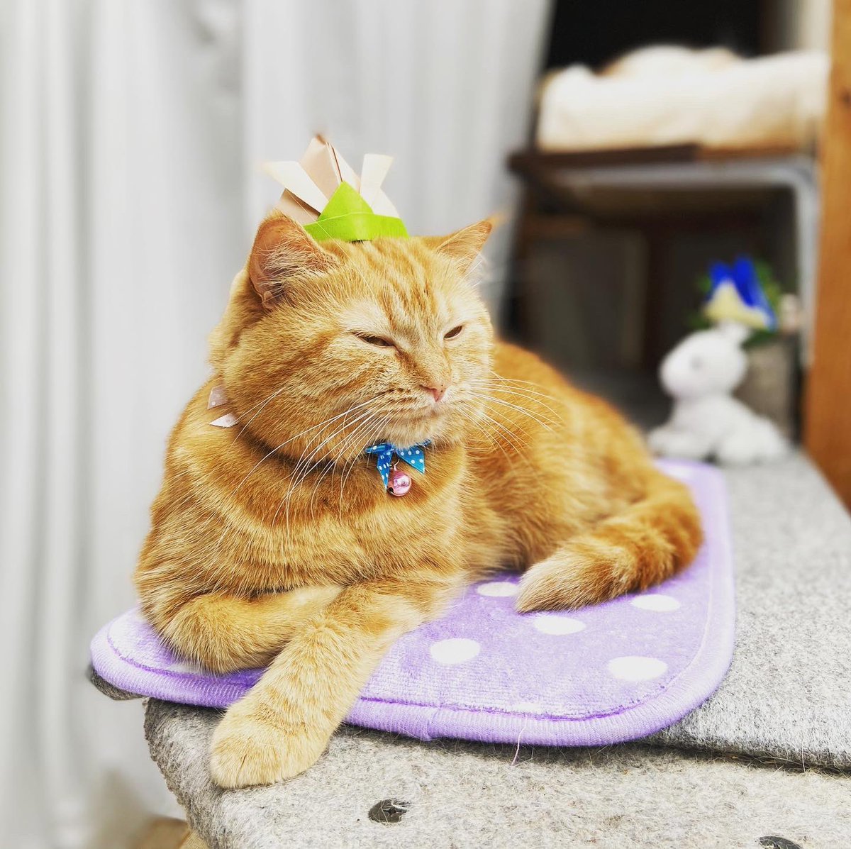 Taroucha1's tweet photo. 子どもの日と鯉のぼり〜みんな健やかに大きくなあれ
#catwalk #kittycat #instagramnet #catsagram #cathedral #鯉のぼり #子どもの日 #catlover #かわいい猫 #猫スタグラム #猫好きさんと繋がりたい #猫動画 #インスタ猫 #猫大好き #おもしろい猫 #スコティッシュフォールド #ScottishFold https://t.co/6vfCzBvWXh