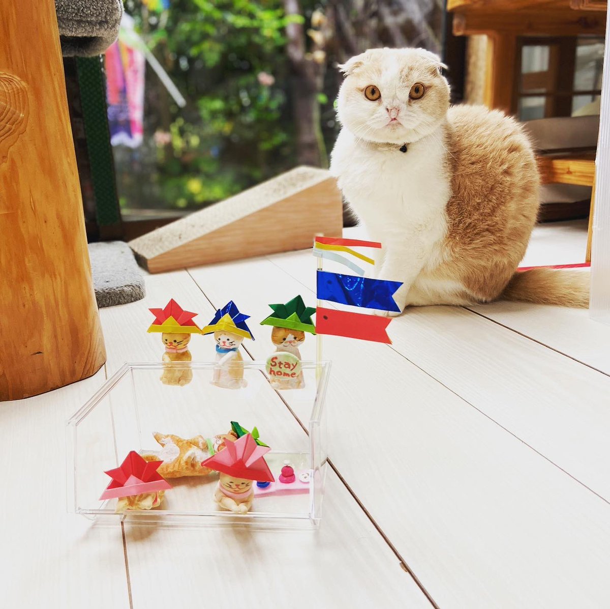 Taroucha1's tweet photo. 子どもの日と鯉のぼり〜みんな健やかに大きくなあれ
#catwalk #kittycat #instagramnet #catsagram #cathedral #鯉のぼり #子どもの日 #catlover #かわいい猫 #猫スタグラム #猫好きさんと繋がりたい #猫動画 #インスタ猫 #猫大好き #おもしろい猫 #スコティッシュフォールド #ScottishFold https://t.co/6vfCzBvWXh