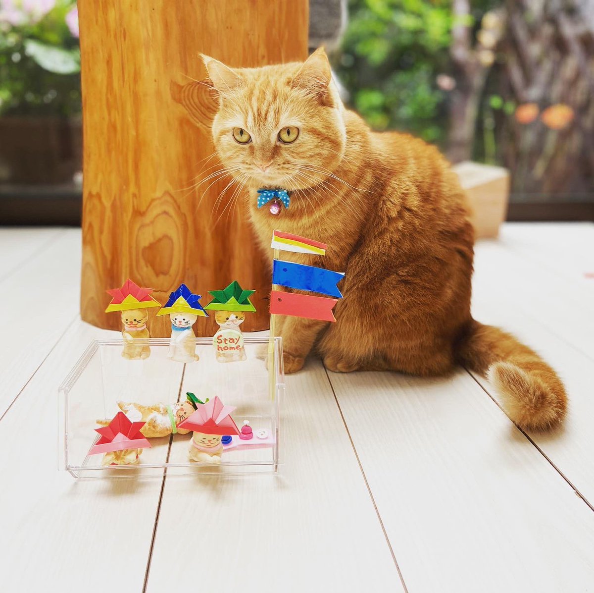 Taroucha1's tweet photo. 子どもの日と鯉のぼり〜みんな健やかに大きくなあれ
#catwalk #kittycat #instagramnet #catsagram #cathedral #鯉のぼり #子どもの日 #catlover #かわいい猫 #猫スタグラム #猫好きさんと繋がりたい #猫動画 #インスタ猫 #猫大好き #おもしろい猫 #スコティッシュフォールド #ScottishFold https://t.co/6vfCzBvWXh