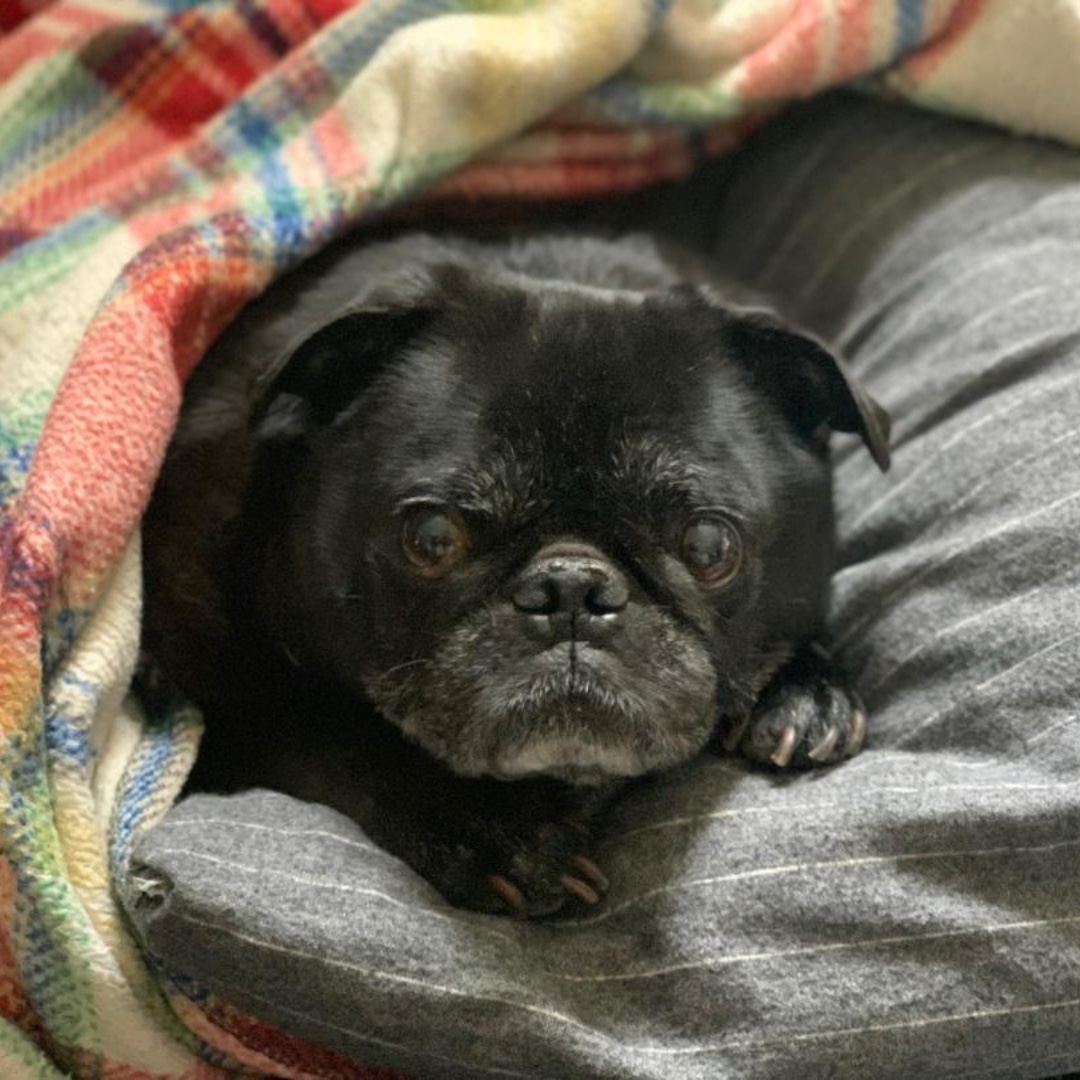 Yoga2Peaces's tweet photo. Rupert wants me to tell you it's okay to stay in bed, just make sure you get up tomorrow and check out the new and final root chakra blog post!  We can't wait! #yoga2peaces #yoga #chakra #rootchakra https://t.co/c2QMd2ZcPx