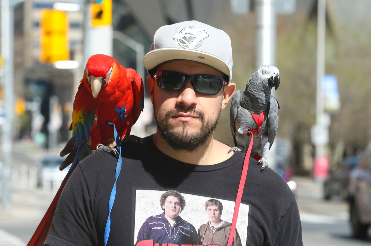 TorSunphoto21's tweet photo. Sunday in the City... images from the day... https://t.co/L16PxhaJos #exoticparrots #cherryblossoms #OntarioPoliceMemorial #minaret https://t.co/g3GcCGCRa2