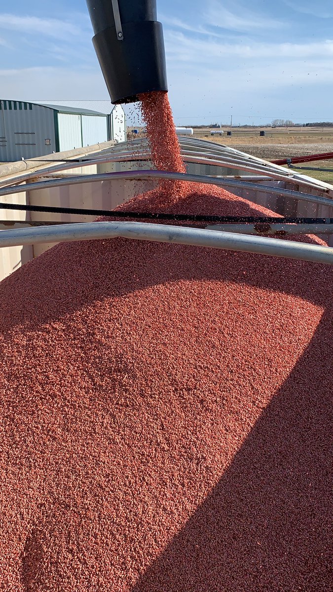 JeremyHogg19's tweet photo. Canterra trifecta today. Connect barley.  Will be tasting you later🍺🍻 #canterra #precisionstarter #raxilpro https://t.co/DRwBNyxSPQ