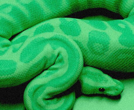 nagdictus's tweet photo. 🐍 ;         n a g i n i 

  — 𝑚𝑎𝑙𝑒𝑑𝑖𝑐𝑡𝑢𝑠. ‘-

   ᵒ ◦ ╰  𝐔𝐧𝐚 𝒔𝒆𝒓𝒑𝒊𝒆𝒏𝒕𝒆 𝐧𝐮𝐧𝐜𝐚 𝐝𝐞𝐣𝐚 𝐝𝐞 𝐬𝐞𝐫𝐥𝐨, 𝐬𝐨́𝐥𝐨 𝐜𝐚𝐦𝐛𝐢𝐚 𝐝𝐞 piel. https://t.co/oeLSPdSycr