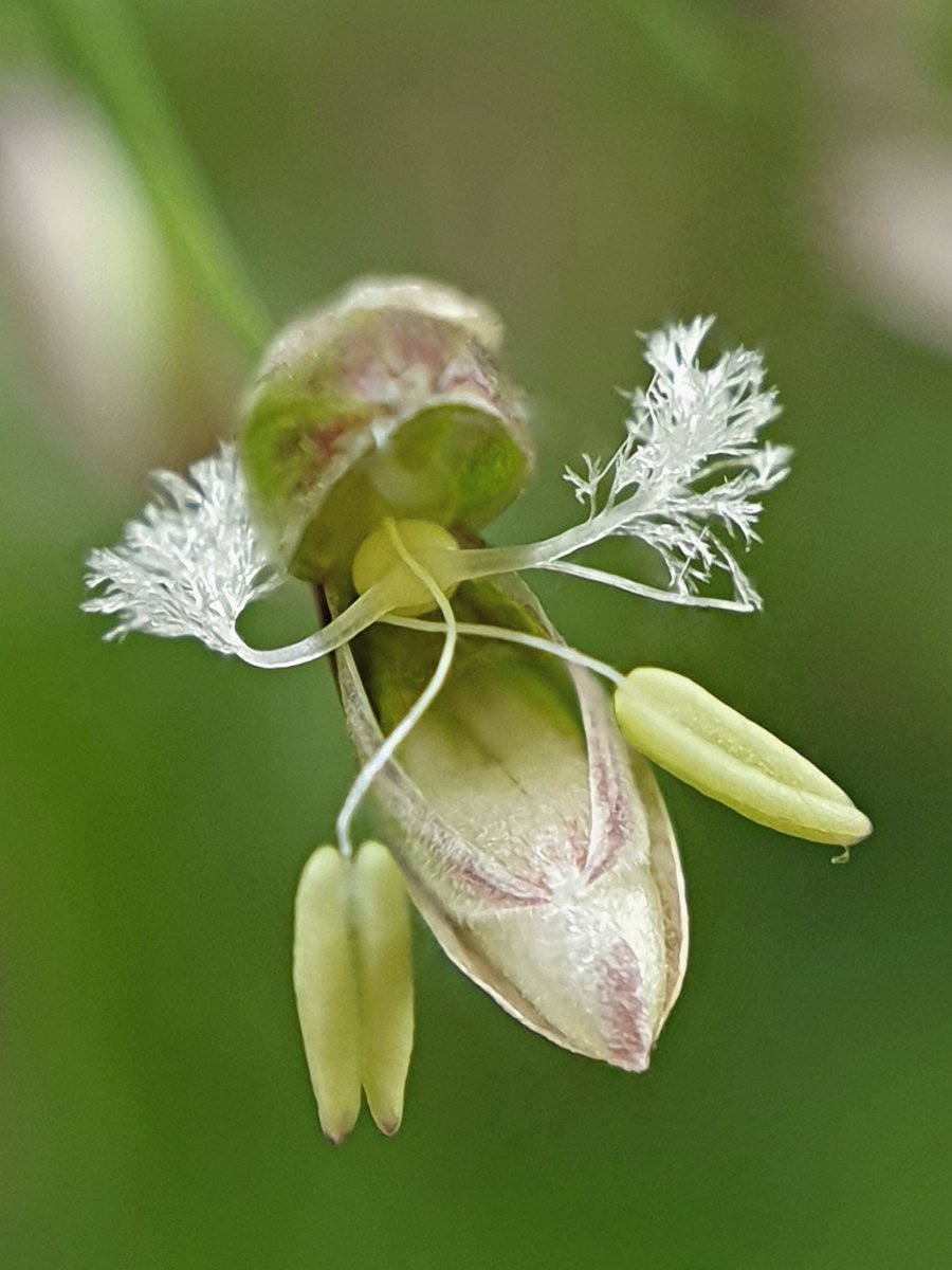 A single florets of Wood Melick. In my opinion easily more exotic than any orchid could hope to be.