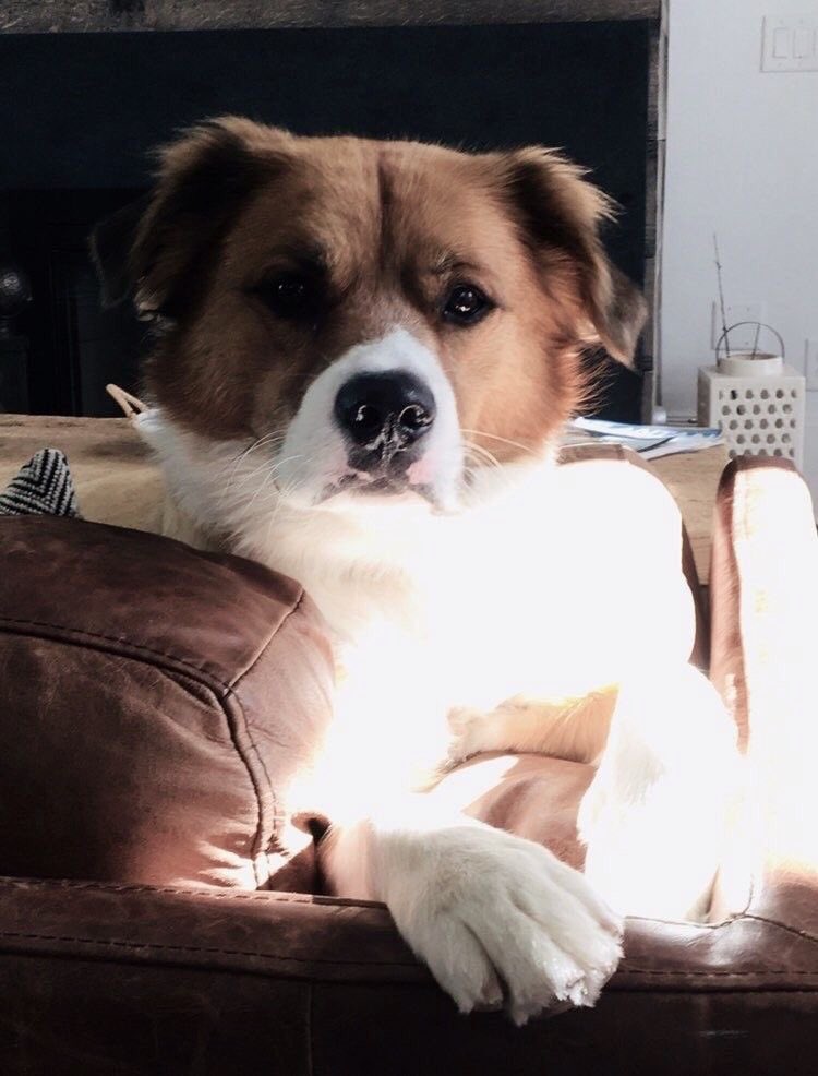 cevanslight's tweet photo. fact: dodger is such a beautiful dog. 💙 https://t.co/v9pEnmJZNg