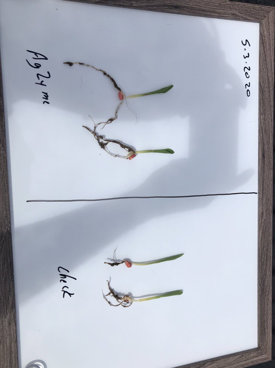 bigredseeds's tweet photo. What a great day to be out looking at fields. Here is a side by side comparison of corn with AgZyme versus corn without AgZyme. #agconcepts #plant2020 #soilhealth https://t.co/XgqBTNPsdO