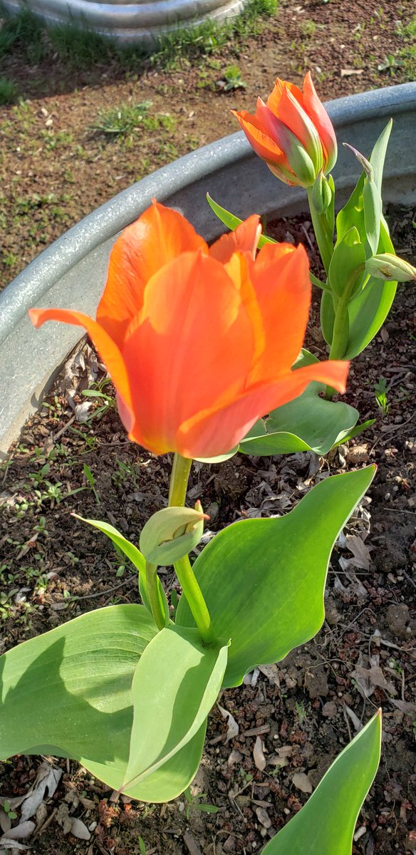 FTK3StGab's tweet photo. Our tulips for Veterans are in full bloom and beautiful. Reminiscent of a Poppy. We will always remember and give thanks to our veterans and soldiers for their sacrifice. @RoyalCdnLegion #bloominglib75 #Liberation75 https://t.co/z8sE7za3tJ