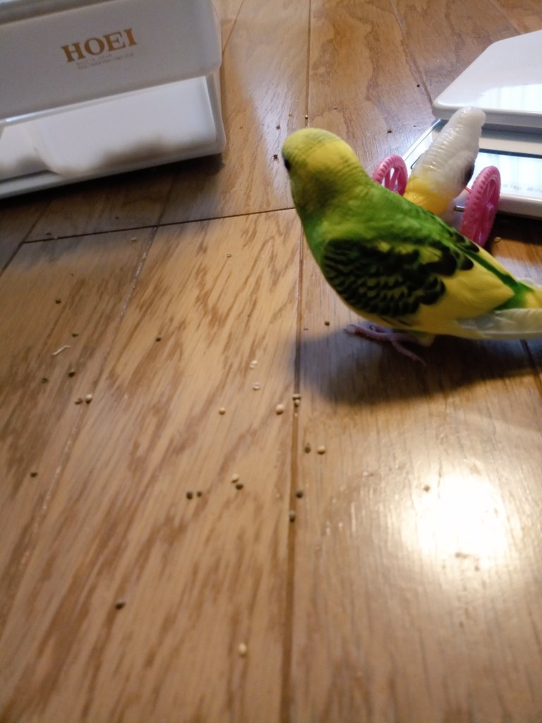 鳴き声 セキセイ インコ の