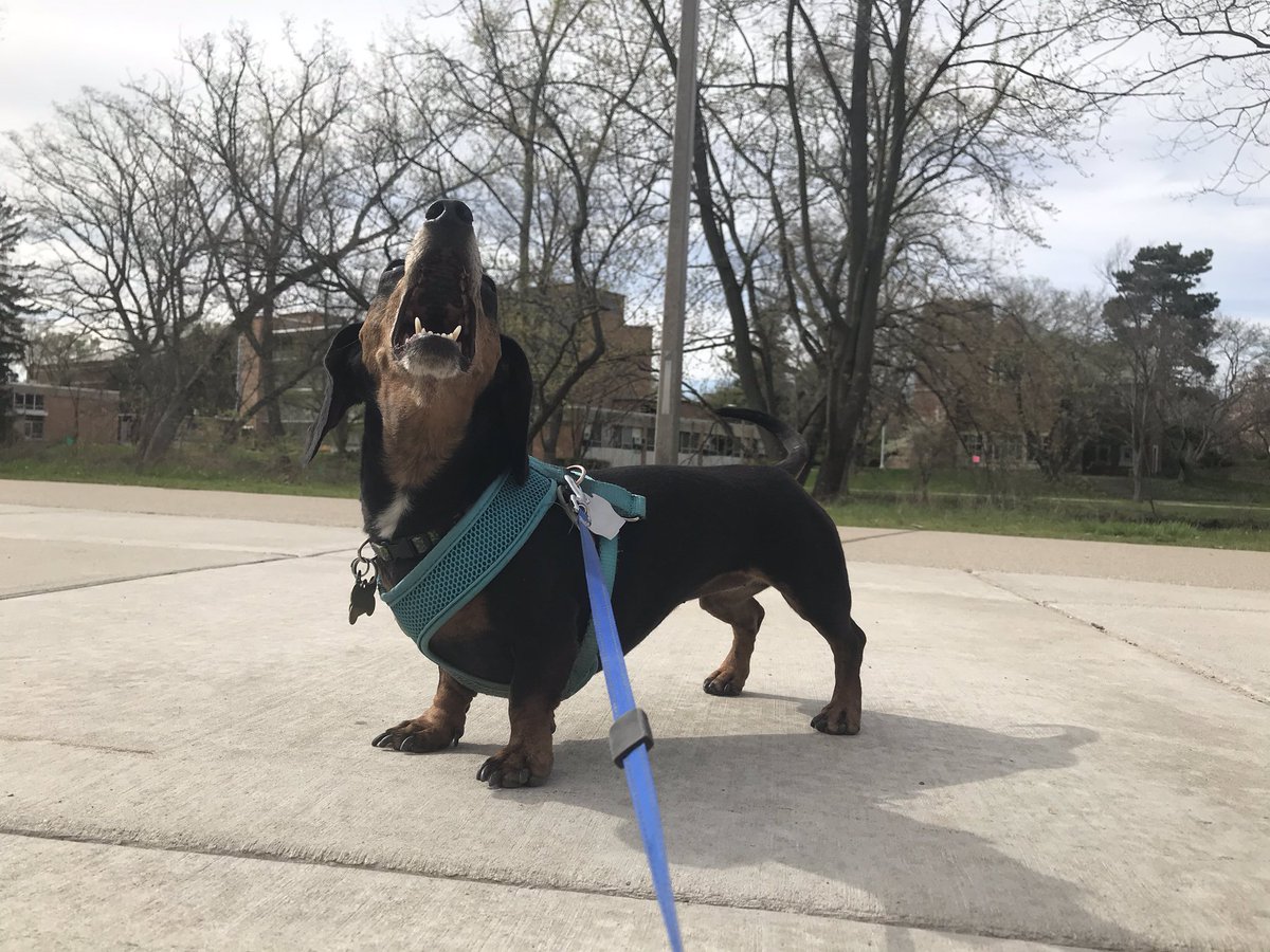 CharlieTheMini's tweet photo. We went for a walk on #MSU campus today. It’s very nice. This is me barking. https://t.co/iB8HRFAKZp