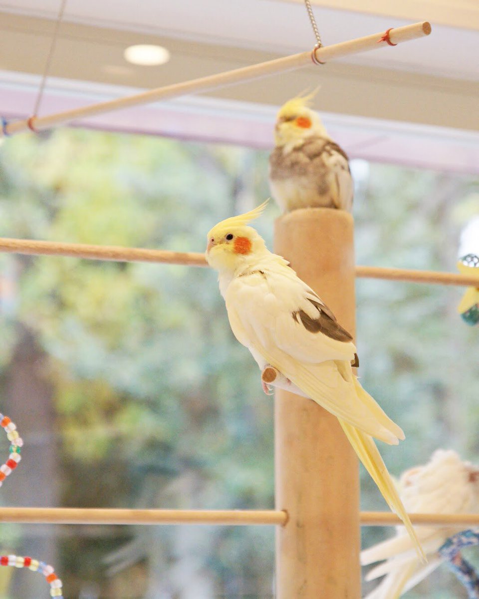 手前もふ、後ろもふぅぅぅ。
吉祥寺のことり47
#インコ #オウム #オカメインコ #ことりカフェ #ことりカフェ吉祥寺 #ことりカフェ吉祥寺での思い出