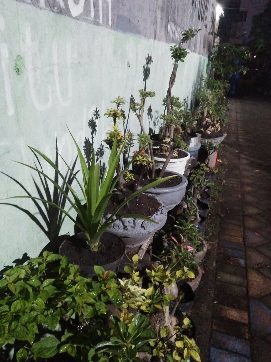 Mbalono2's tweet photo. Iseng menanam di pinggiran jalan kampung..... https://t.co/eiyfSlBG6w