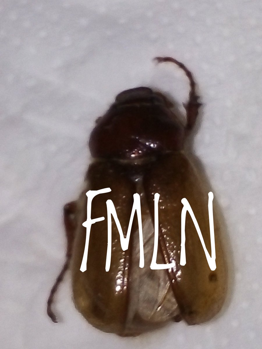 lucyfer6661's tweet photo. Estos animalitos se llaman  #chicotes y :
1. Son poquitos pero como chingan
2. Viven estrellándose  con la cabeza en las paredes
3. Nadie sabe para qué sirven https://t.co/XVxWzXMfGU