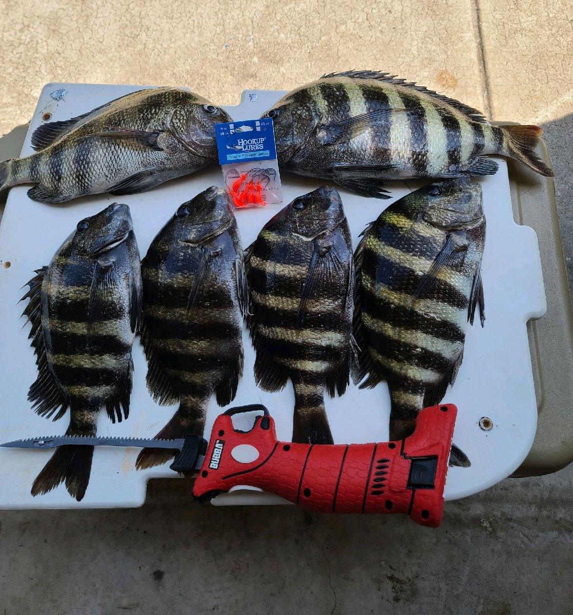 HookupLures's tweet photo. Can you say dinner??
#inshorepremium #jigfishing #inshore #saltawaterfishing https://t.co/w30SyknsvR