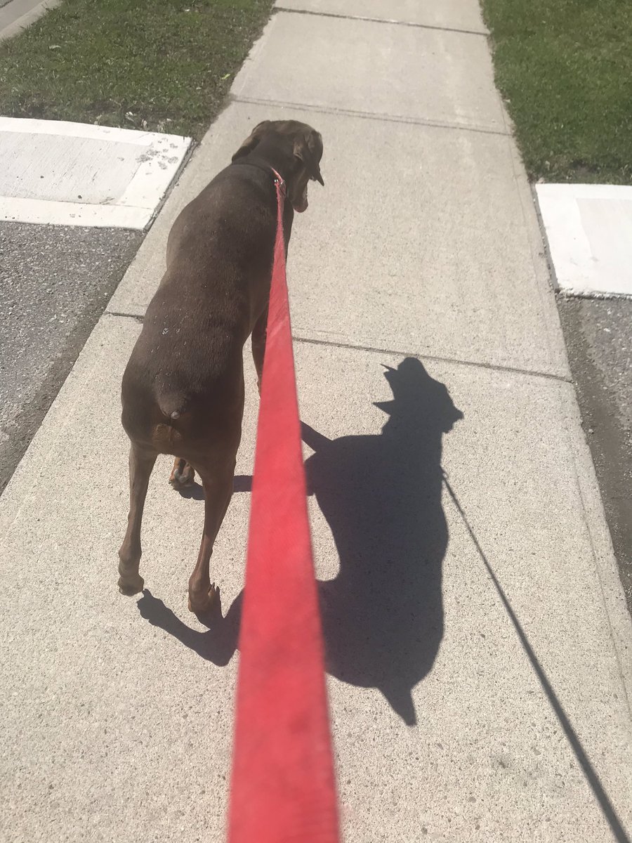 SupermanTBDH's tweet photo. This guy really wants to run 🐎 #cantwait #COVIDー19  #lockdown https://t.co/xZR1SbCJr2
