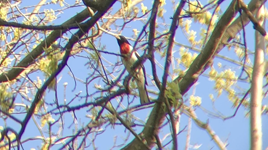 tphfor3's tweet photo. Mallard duckling, Rose-breasted Grosbeak and Ovenbird this afternoon at Sylvan Water, Green-Wood. Also saw Yellow, B&amp;W and Palm Warblers and (I think) Eastern Kingbird #birdbk https://t.co/F5dexqzUUY