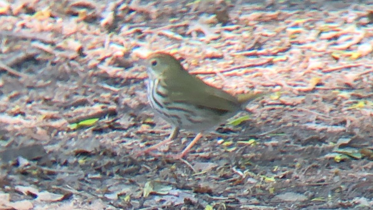 tphfor3's tweet photo. Mallard duckling, Rose-breasted Grosbeak and Ovenbird this afternoon at Sylvan Water, Green-Wood. Also saw Yellow, B&amp;W and Palm Warblers and (I think) Eastern Kingbird #birdbk https://t.co/F5dexqzUUY